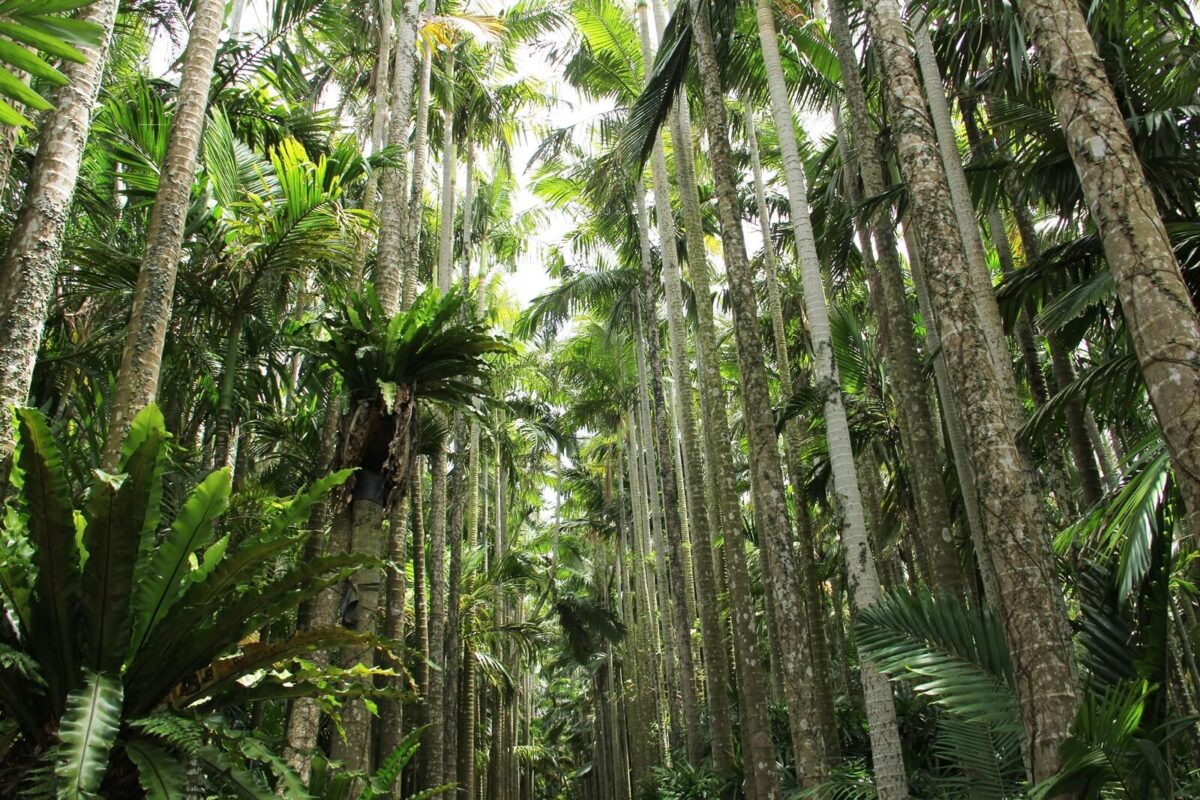 東南植物楽園へのアクセス方法や入園料金 楽しみ方をご紹介 約1 300種類の植物の楽園 沖縄巡り Com